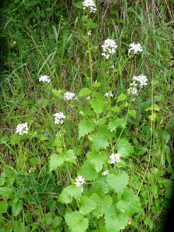 2014-04-27-Plantes sauvages comestibles à Hermeray